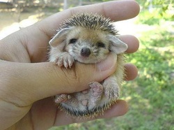 Information About Hedgehogs